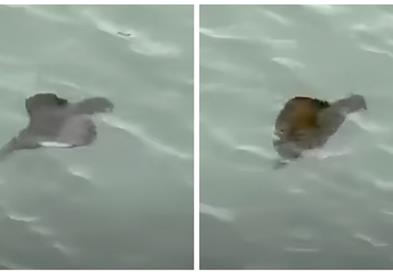 Во близина на брегот на САД се појави чудно животно, и научниците збунети (ВИДЕО)
