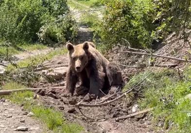 Видео: Мечок заглавен поради сајла на Шар Планина, стручни лица го успија и ослободија