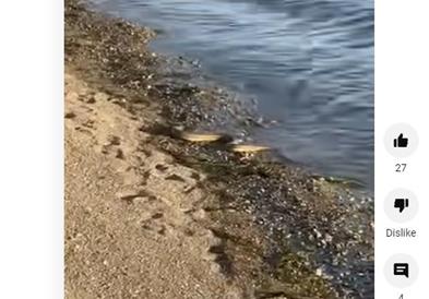Видео: Змија излегува од морето на плажа во Евија 