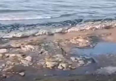 Глутница бесни кучиња бркаат момче по плажа и му ги гризат нозете (Вознемирувачко видео) 