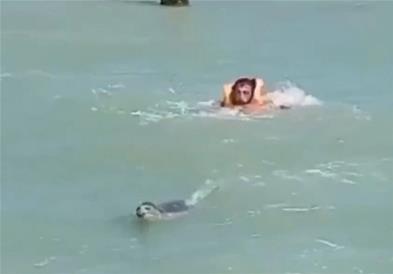 Фока нападна две момчиња, додека пливаат во морето (ВИДЕО)