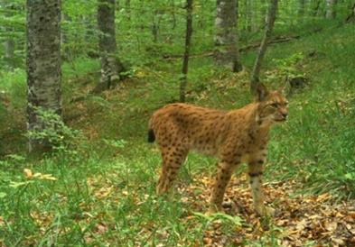 Балканскиот рис во Европската Унија