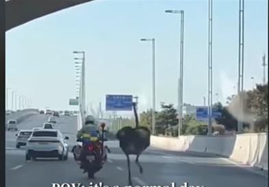 Полицаец на мотор се обидува да фати ној, снимката е хит (ВИДЕО)