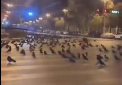 Видео: Чудно однесување на птиците пред силниот земјотрес во Јапонија