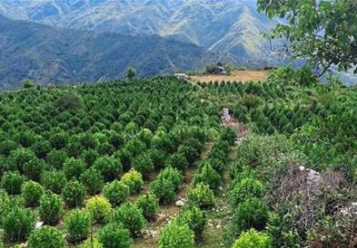 Албанската полиција лани запленила четири тони марихуана, а уништила над 293 илјади стебла