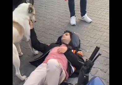 Куче-скитник чува жртва од сообраќајка додека пристигна Итната помош, снимката е хит (ВИДЕО)