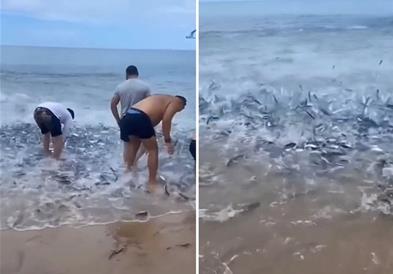 Илјадници риби „бегаат“ од море, многумина велат дека доаѓа катастрофа (ВИДЕО)