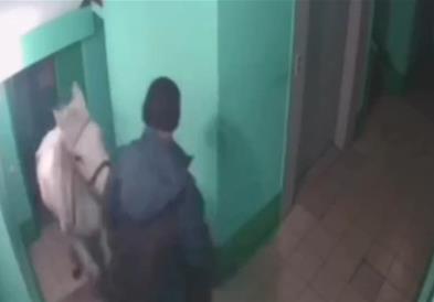 Русин сакал да се смири со сопругата- со коњ се искачил до петти кат на зграда (ВИДЕО)
