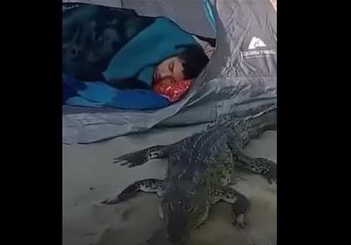 Крокодил му се прикрадува на заспан турист, а епилогот е неверојатен (ВИДЕО)