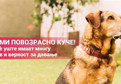 Лајка: Вдоми повозрасно куче!!