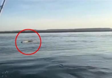 Видео: Во езеро во Бразил водата исфрлила мртов монструм!!