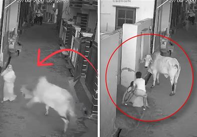 Момче- херој: Спасува бабичка од разбеснет бик (ВИДЕО)