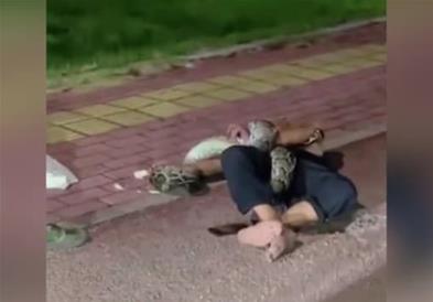 Пијан маж си поигрувал со питон, кога забавата станала опасна по живот (ВИДЕО)