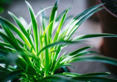 Сончево со мала до умерена локална облачност и температура до 20 степени