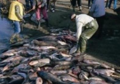 САД со санкции против голем картел од Мексико за борба со незаконскиот риболов 