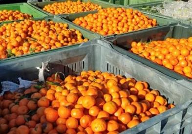 Албанија уништи над 60 тони мандарини, вратени од земји членки на ЕУ