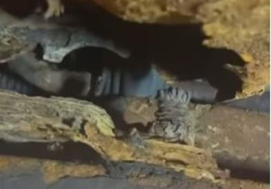 Видео: Механичарите шокирани, овој Форд е „изеден“ од корозија