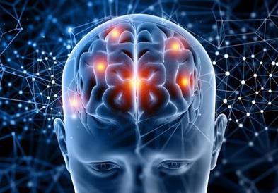 Научно истражување: Четири клучни возрасти за мозокот
