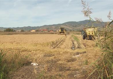 Дождовите годинава го уништија производството на ориз во Македонија