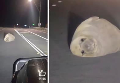 Морски слон заспа среде пат и го блокира сообраќајот во Австралија (ВИДЕО)