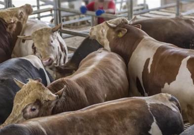 Светот е шокиран од снимки во кланица- работници се изживуваат врз кравите (Вознемирувачко видео) 