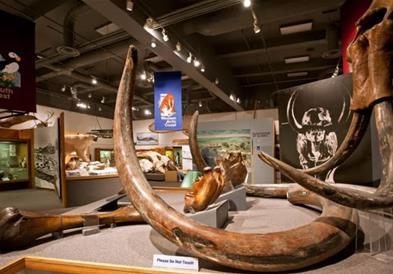 70 години верувале дека чуваат фосили на мамути- со ДНК анализа утврдиле нешто неверојатно