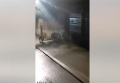 Диви свињи прошетаа низ улиците на скопската населба Водно (ВИДЕО)