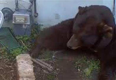 Огромна мечка живеела 37 дена под куќа во Лос Анџелес- експерти едвај ја „иселија“ (ВИДЕО)