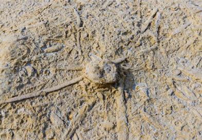 Во Кина се пронајдени фосили на 90 вида непознати животни, изумреле пред околу 500 милиони години