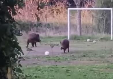 Диви свињи си играат фудбал – несекојдневна сцена во Рим (ВИДЕО)