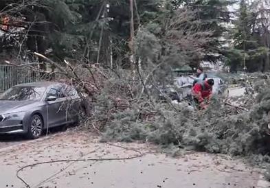 Падна дрво од дворот на училиштето ,,Васил Антевски Дрен" во Кисела вода, оштетени се неколку возила (ВИДЕО)