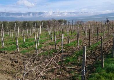 Временските услови послужија за пролетна сеидба во Југоистокот