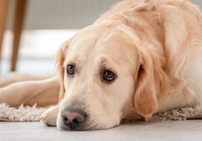 Како тагува кучето кога ќе го изгуби сопственикот: Знаци на тага што не смеете да ги игнорирате