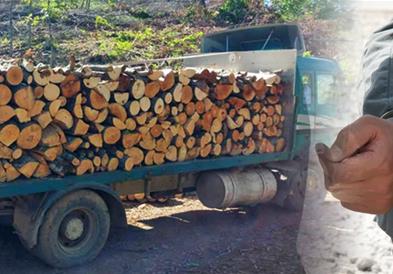 Кривични за тројца дрвокрадци и една фирма- украле над 3 миулиони денари 