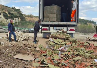 АХВ уништи над 40 тони необележани јајца од Србија- требало да се пласираат на пазарот како македонски