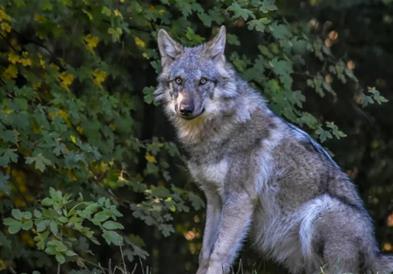 На „условна слобода“ е пуштен волкот, кој изгриза жена во Хамбург- ќе го надгледуваат експерти 