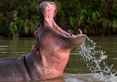 Властите во Колумбија ќе убијат 80 нилски коњи на поранешниот нарко бос Ескобар