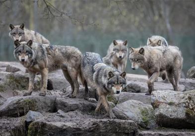 Исчезнаа повеќето волци од програмата за обнова на видот, дури и властите на Колорадо ги отстрелуваат 