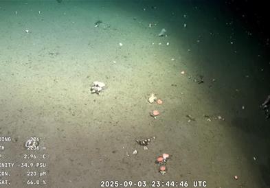 Експедиција откри повеќе од 100 потенцијално нови видови на подводните планини кај Чиле