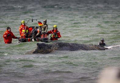 Фото: Болниот кит се уште е заглавен покрај германскиот брег поради нискиот водостој