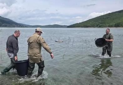 Во пресрет на Светски шампионат, Мавровско Езеро порибено со два тона крап