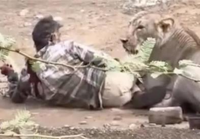 Лавица го нападна и половина час го држи во канџите- сите посматраат, додека човекот не направи нешто неочекувано (ВИДЕО)