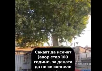 Директорката на ООУ Кочо Рацин Прилеп за сигурност на децата сака да пресече дрво старо над 100 години 