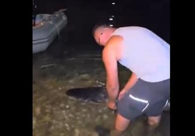 Видео: На Неретва уловен сом од скоро два метри