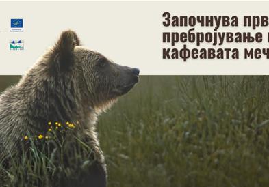 Колку мечки има во Македонија?