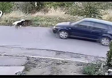 Вознемирувачко видео: Возач во Пробиштип прегази кучиња покрај патот