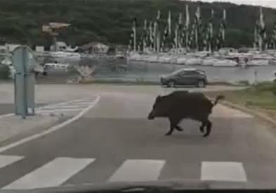 Крдо од 12 диви свињи се прошетаа низ центарот на Солун (ВИДЕО)