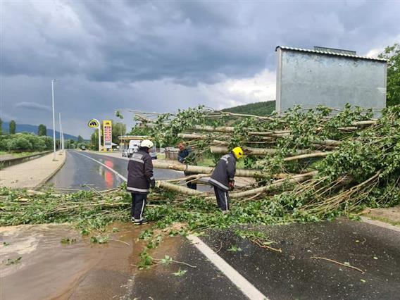 Невремето откорна дрвја и попречи патишта во Кривопаланечко