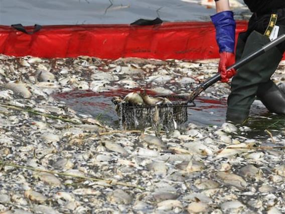 Полските пожарникари извлекле 100 тони угината риба од реката Одра (ВИДЕО)