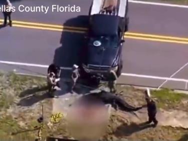 Хорор на Флорида: Алигатор растргнал бездомничка (видео)